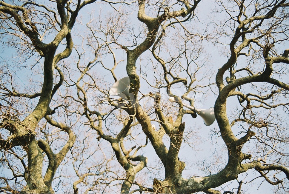 제주도,나무,확성기,이장님,알림,하늘,나뭇가지,식물,자연,plants,nature,나무,trees,wood