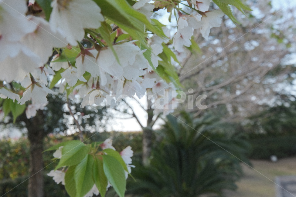 봄,벚꽃,cherryblossoms,flower,꽃,봄,계절,spring,season,식물,자연,plants,nature,꽃,flower,plant