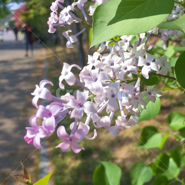 꽃,봄,공원,자연,하얀색꽃,봄,계절,spring,season,식물,자연,plants,nature,꽃,flower,plant,blossom