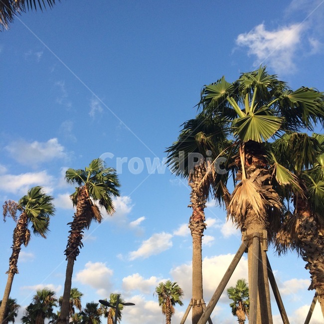 제주도,나무,자연,식물,푸르다,하늘,바람,구름,nature,plant,blue,sky,travel,jeju,식물,자연,plants,nature,나무,trees,wood
