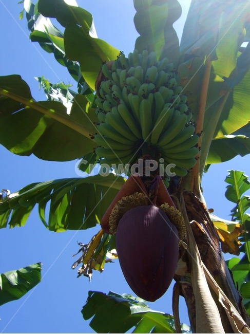 농장,바나나농장,바나나나무,식물,fruit,과일,food,음식,plant,호주
