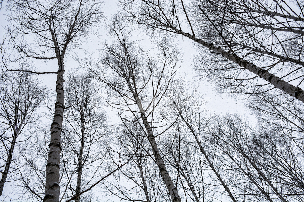 자작나무,눈,겨울산,백설,겨울숲,눈밭,겨울,계절,winter,season,식물,자연,plants,nature,나무,trees,wood
