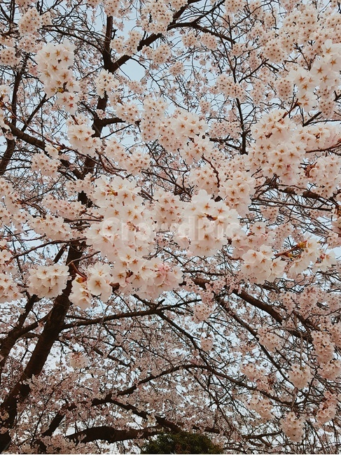 벚꽃,하늘,꽃,분홍꽃,하늘색,구름,꽃확대,꽃근접,자연,봄,계절,spring,season,식물,자연,plants,nature,꽃,flower,plant,blossom,cherry blossom