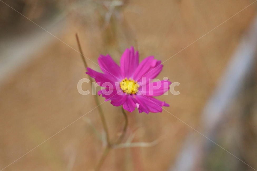 가을,코스모스,꽃,자연,식물,가을꽃,가을,계절,fall,autumn,season,식물,자연,plants,nature,꽃,flower,plant