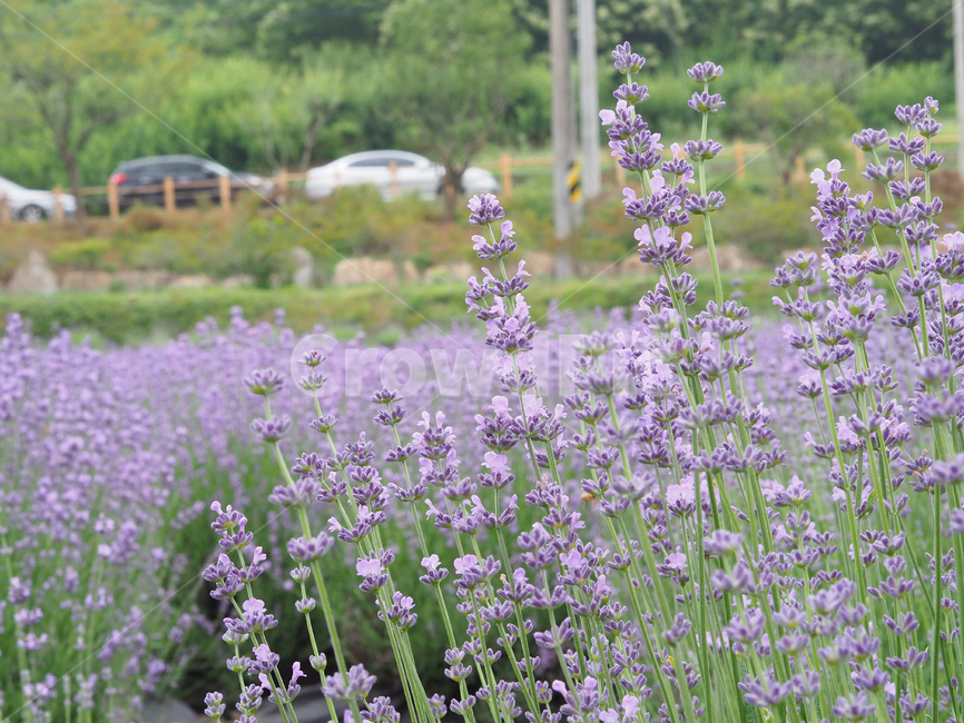 꽃,라벤더,식물,보라색,잎,배경,줄기,바이올렛,라벤다,자연,색감,flower,nature,plants,lavender,식물,자연,plants,nature,꽃,flower