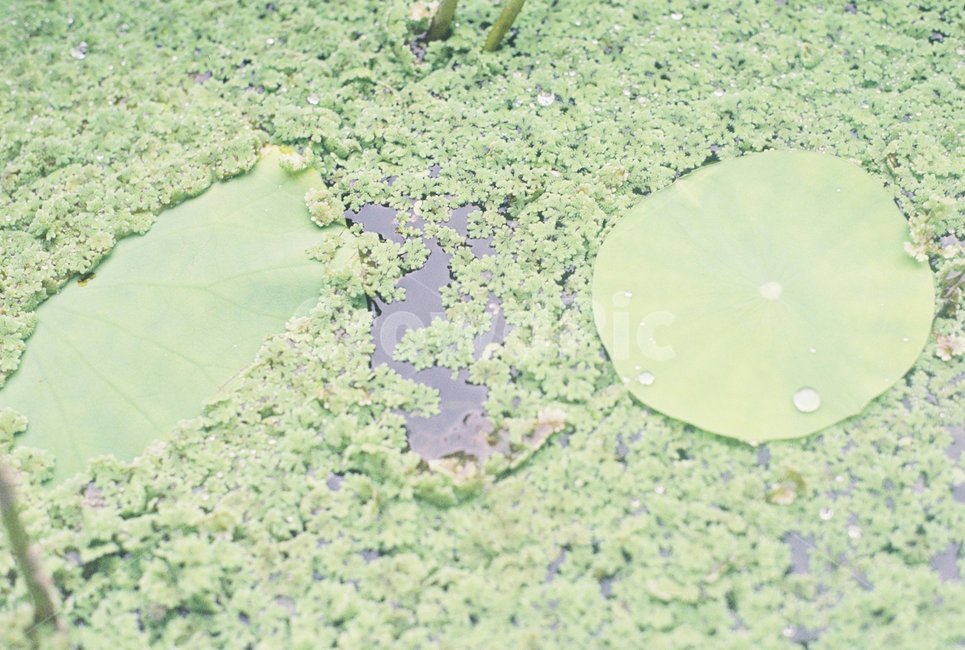 연잎,이끼,물방울,물,부레옥잠,식물,자연,plants,nature