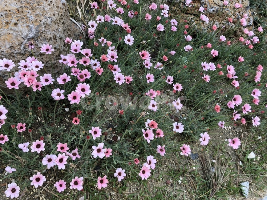 봄꽃,들꽃,국화,분홍꽃,봄,마거리트,식물,자연,plants,nature,꽃,flower