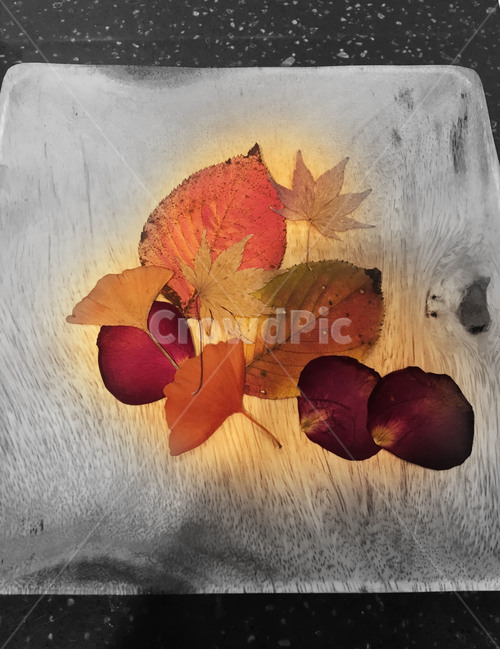 낙엽,나뭇입,단풍잎,은행잎,꽃잎,드라이플라워,가을잎,plant,식물,잎,leaf