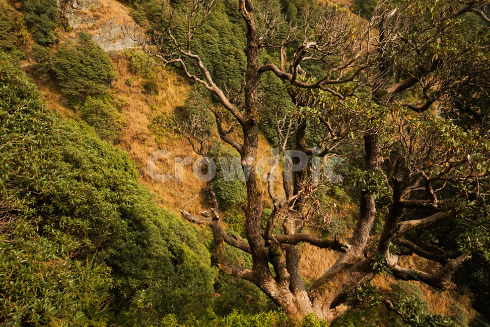산,나무,뿌리,들판,세계,인도,등산,식물,자연,plants,nature,나무,trees,wood