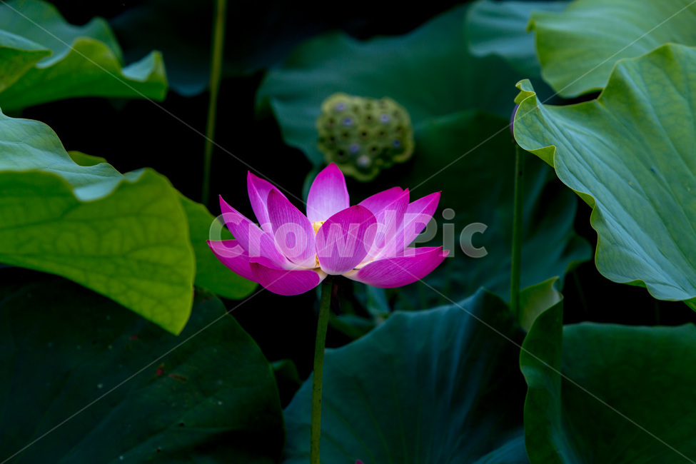연꽃,연잎,꽃,청초,무늬,습지,식물,자연,plants,nature,꽃,flower