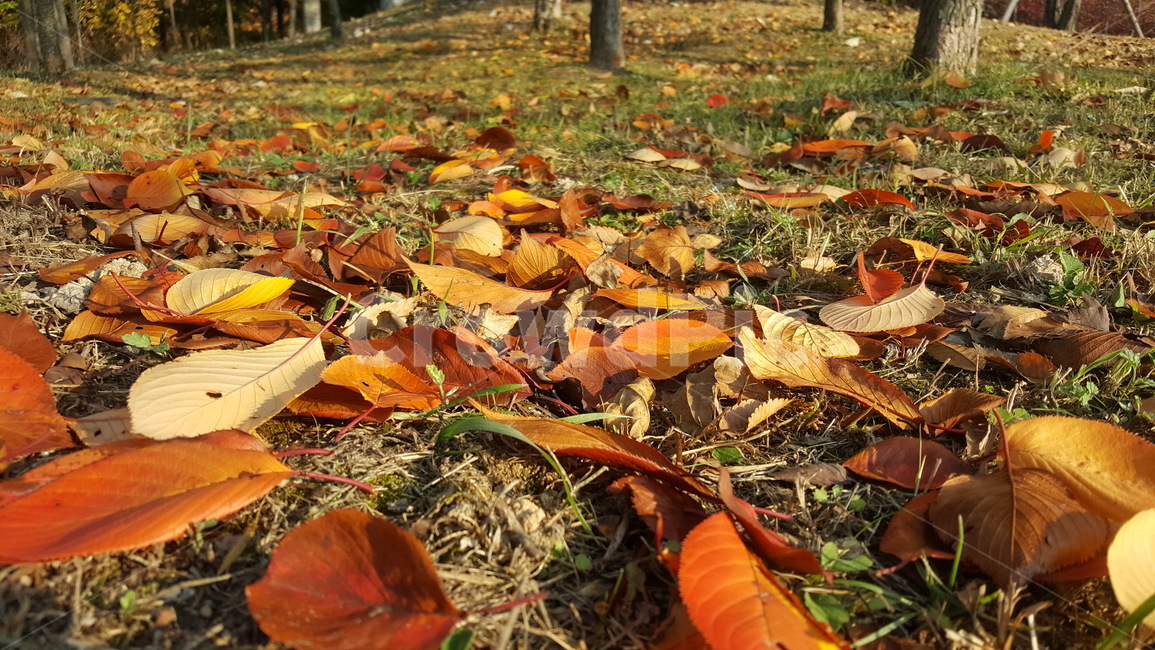 낙엽,가을,나뭇잎,단풍,나무,가을,계절,fall,autumn,season,plant,식물,leaf,잎,ground,바닥,tree