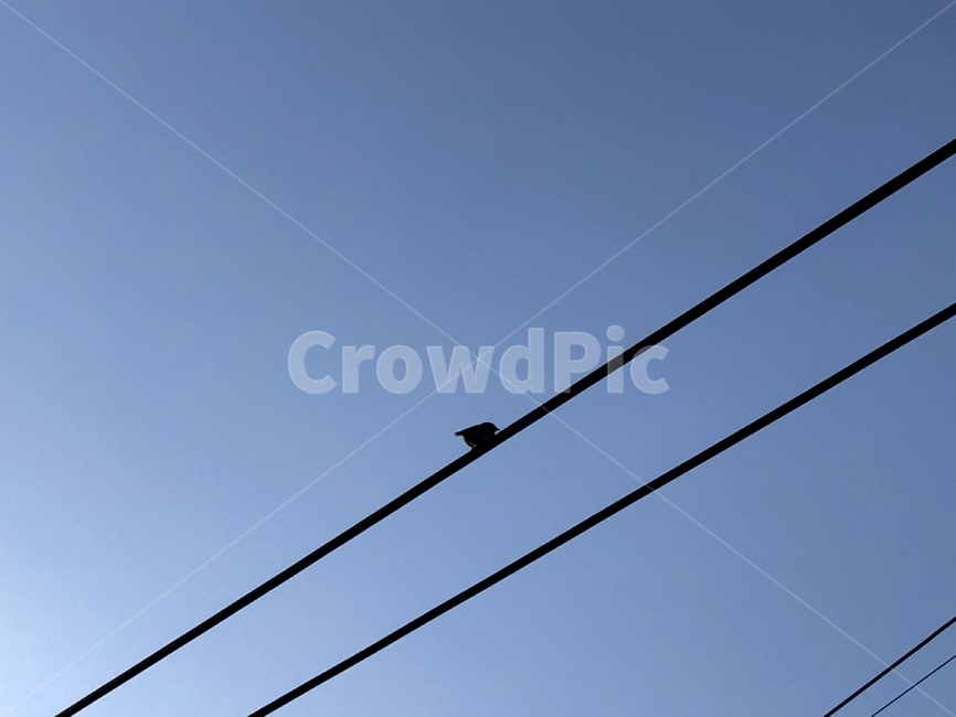 sky,하늘,새,nature,자연,outdoors,옥외,azuresky,푸른하늘,동물,animal,조류,새,birds