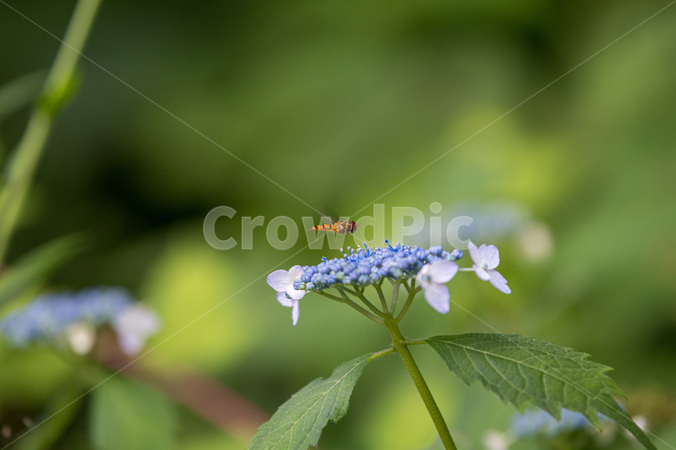 벌,수국,벌레,꽃,여름,곤충,벌레,insect,bug