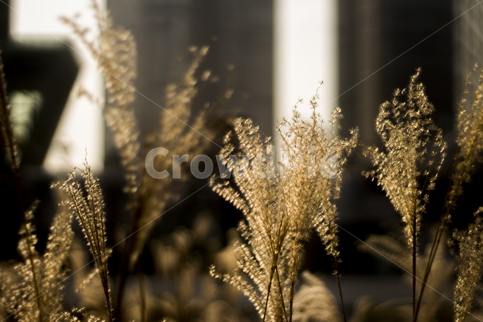 갈대,햇빛,가을,오후,햇살,가을,계절,fall,autumn,season,식물,자연,plants,nature,감성,sensible,feeling,plant,grass,잔디,grain,곡물,food,음식,vegetable,야채