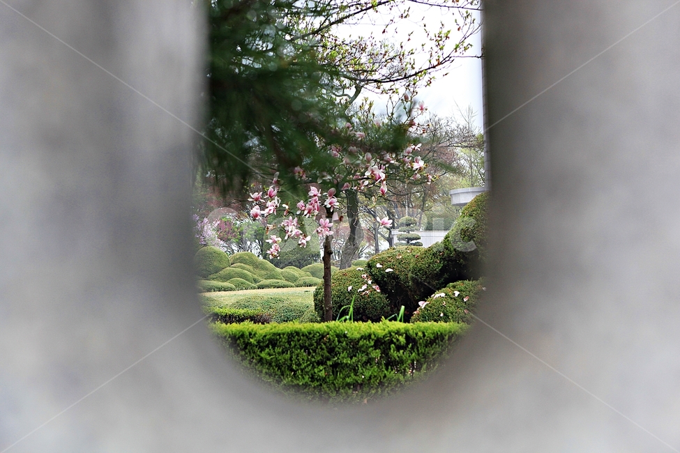 목련,꽃,봄꽃,자연,배경,봄,계절,spring,season,자연,풍경,nature,landscape