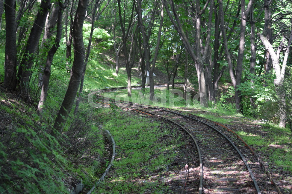 산책,길,풍경,숲,철길