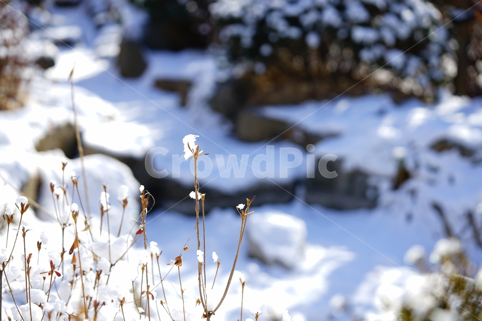 눈,설경,풍경,일상,snow,겨울,계절,추위,겨울이야기,감성,감성사진,날씨,얼음,풍경사진,느낌,감각,자연,겨울,계절,winter,season,식물,자연,plants,nature