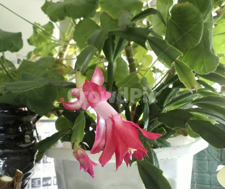 크리스마스선인장,선인장과,착생식물,다육식물,연분홍색꽃,식물,자연,plants,nature,꽃,flower