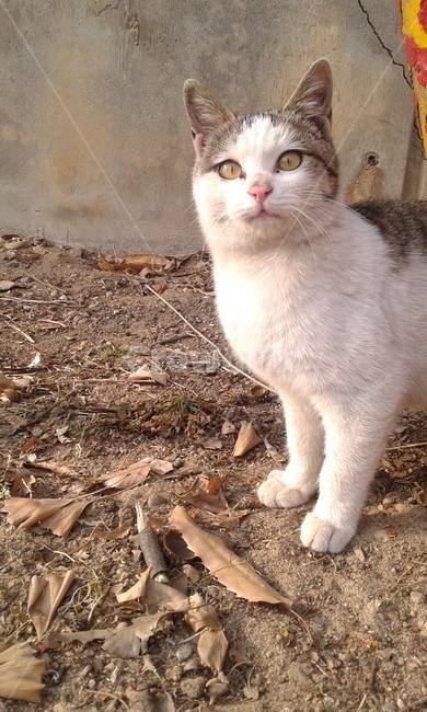 고양이,길고양이,유기묘,코숏,코리안숏헤어,길냥이,cat