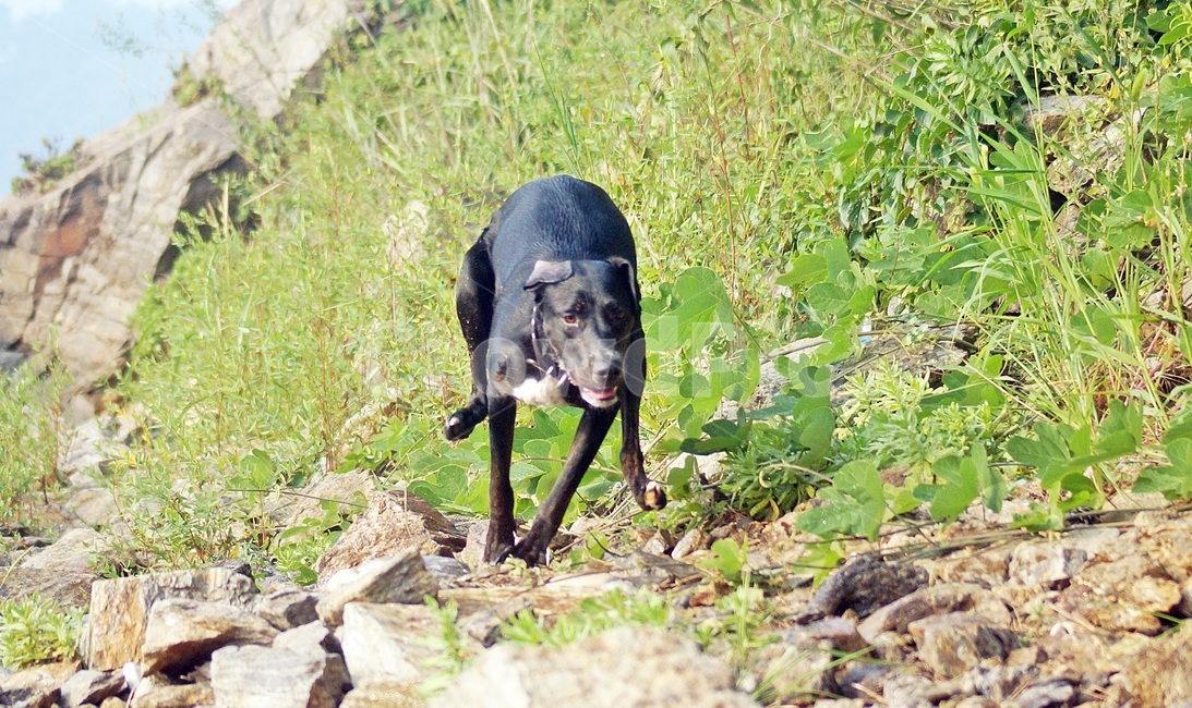 강아지,대형견,프리스비,원반,사냥개,동물,animal,포유류,mammal,개,강아지,dog,doggy
