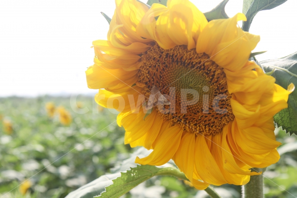 해바라기꽃,가을꽃,꽃,식물,자연,감성사진,식물,자연,plants,nature,꽃,flower,동물,animal,곤충,벌레,insect,bug