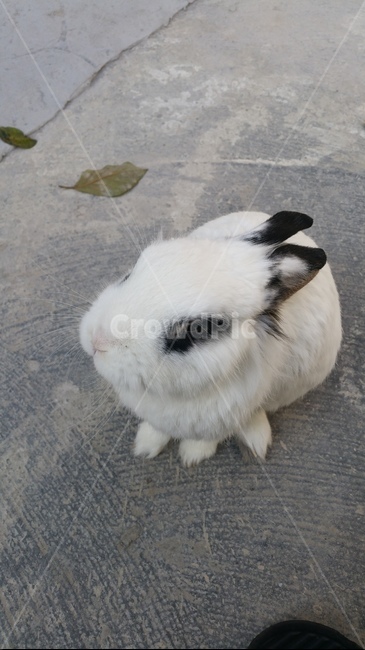 토끼,rabbit,동물,반려,animal,동물,animal,포유류,mammal