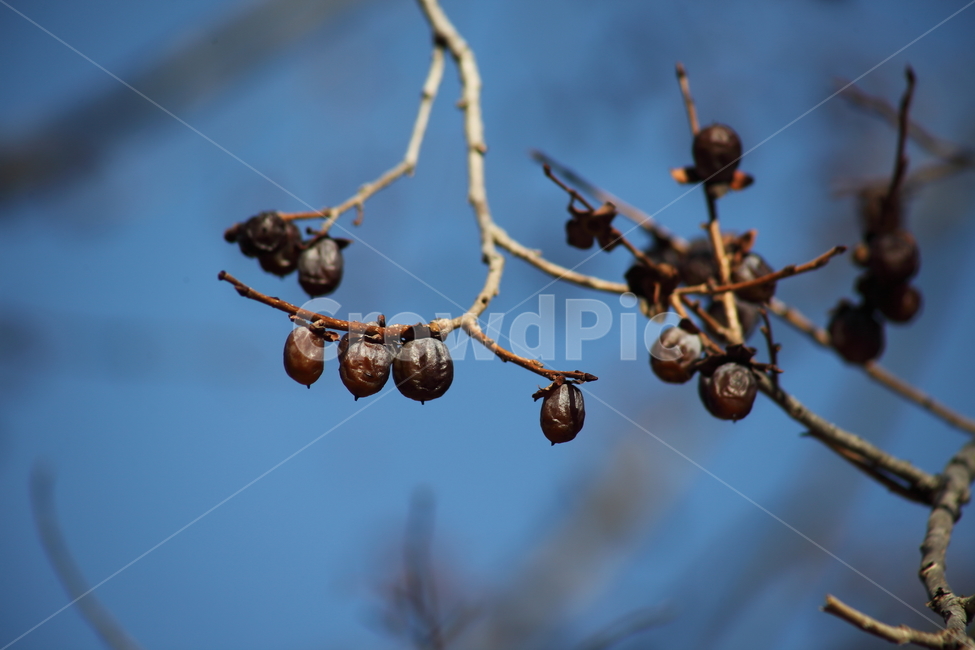 고욤나무,고욤,감나무과,열매,dateplum,식물,자연,plants,nature