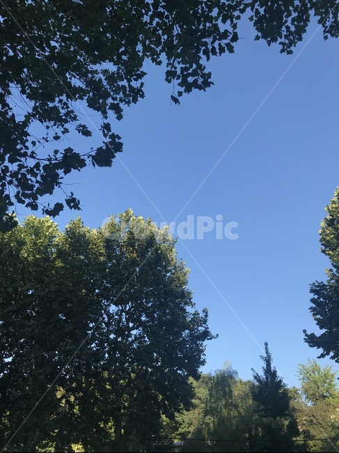 여름,늦여름,나무,구름없는하늘,하늘,여름하늘,나무와하늘,tree,sky,도심속자연,여유,여유로운풍경,자연,nature,summer