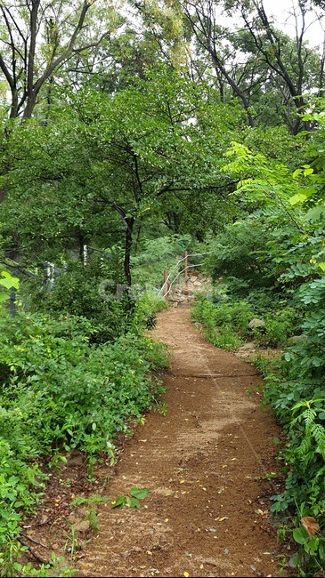 자연,숲,숲길,나무,흙,푸른숲,tree