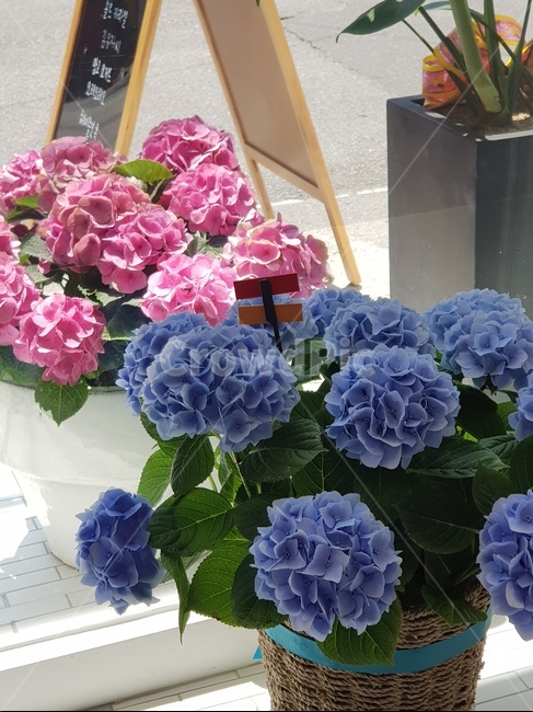 수국,꽃,인테리어,화분,수국꽃,식물,자연,plants,nature,꽃,flower