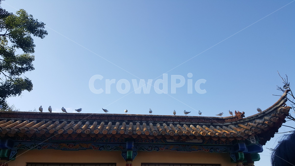 지붕,우리나라,기와,하늘,옛날,새