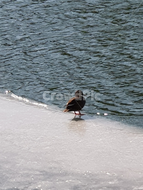 겨울,오리,천둥오리,고독,얼음,찬바람,해변,바다,beach,sea,동물,animal,조류,새,birds