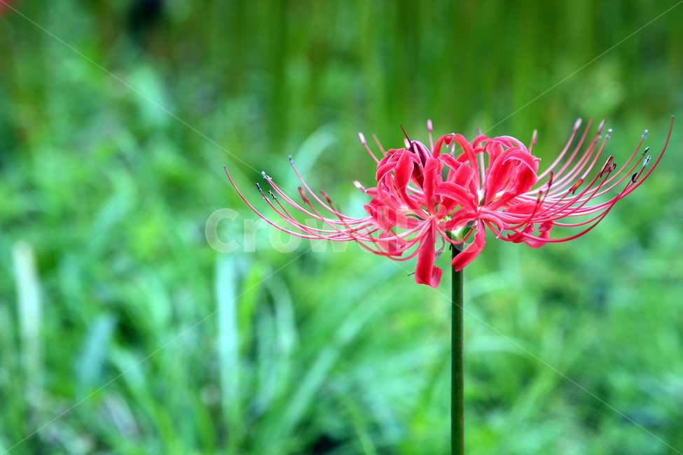 꽃,봄,자연,spring,nature,flower
