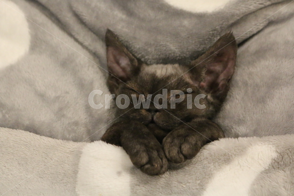 아기고양이,고양이,애완동물,동물,반려동물,동물,animal,포유류,mammal,고양이,cat,kitten,kitty