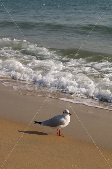 부산,갈매기,해운대,해수욕장,바다,해변,바다,beach,sea,동물,animal,조류,새,birds