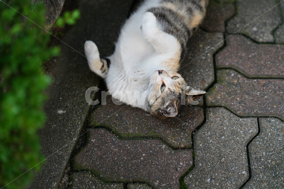 cat,고양이,동물,생물,생명,포유류,거리,animal,동물,animal,포유류,mammal,고양이,cat,kitten,kitty