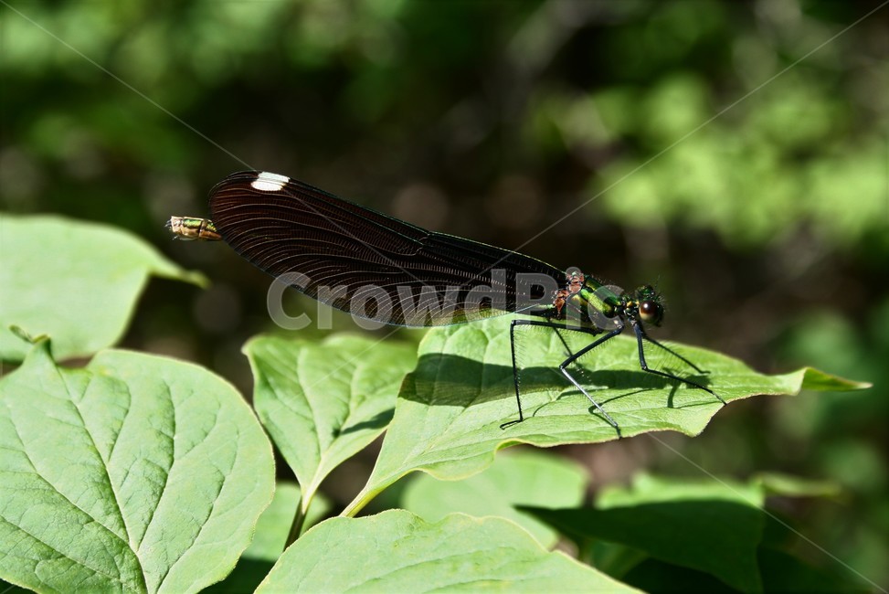 물잠자리,물잠자리암컷,물잠자리과,수서곤충,곤충,자연,동물,animal,곤충,벌레,insect,bug
