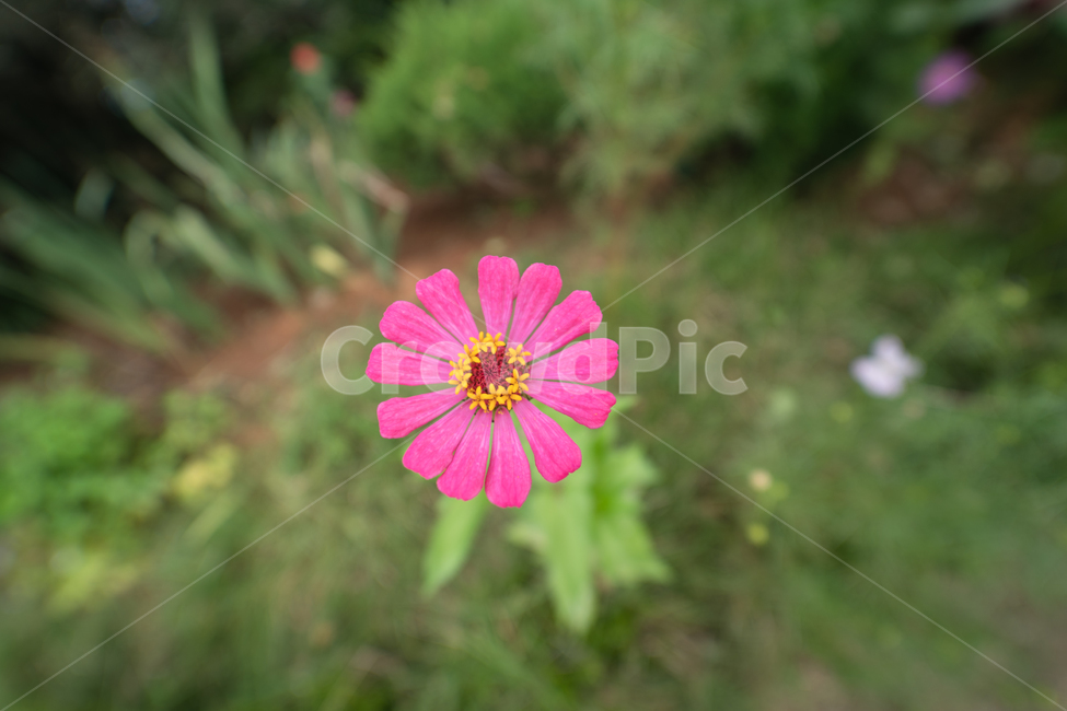 flower,botanical,plant,꽃,식물,가을,계절,fall,autumn,season,식물,자연,plants,nature,꽃,flower,blossom