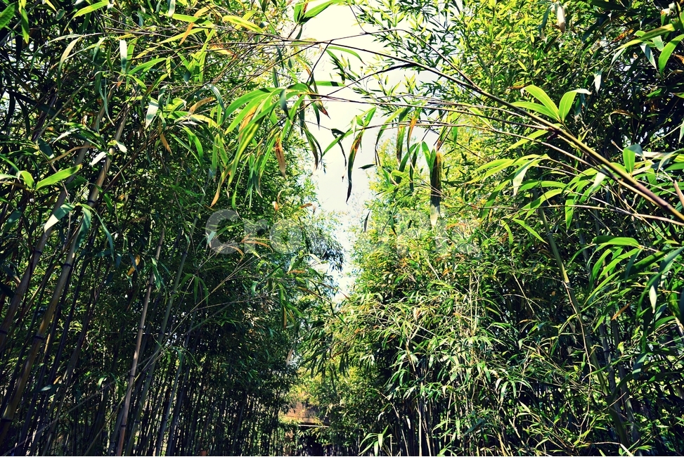 풍경,대나무,나무,숲,공원,자연,선유도,서울,자연,풍경,nature,landscape,plant,식물,bamboo