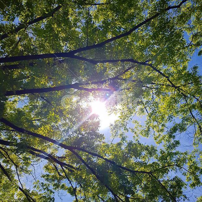 햇빛,나무,나뭇잎,나무아래,자연,하늘,분위기,sunlight,tree,leaf,underthetree,nature