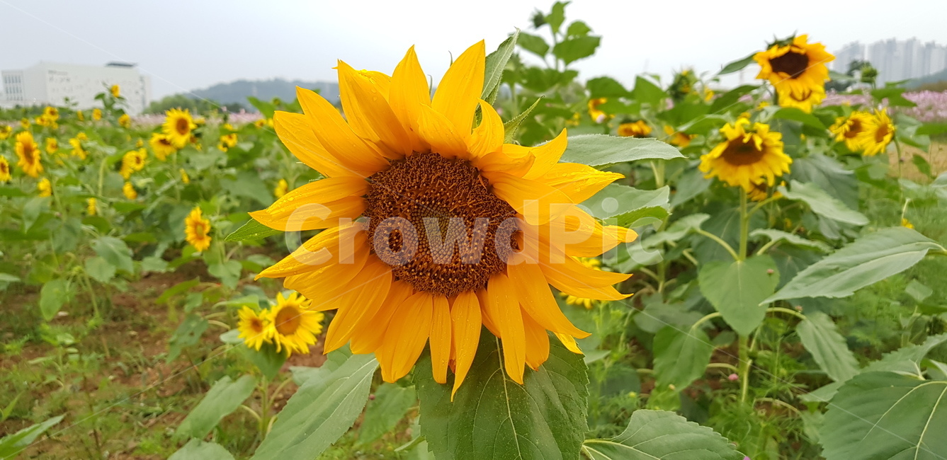plant,식물,blossom,꽃,flower,sunflower,해바라기