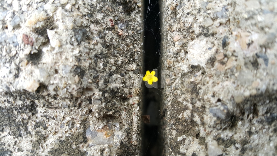 보도블럭,꽃,노랑꽃,노란꽃,식물,꽃,flower