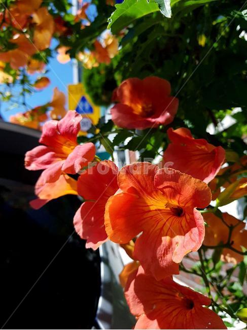 능소화,담벼락능소화,주황색,꽃,주황꽃,flower,geranium,제라늄,plant,blossom,확대판,꽃,flower