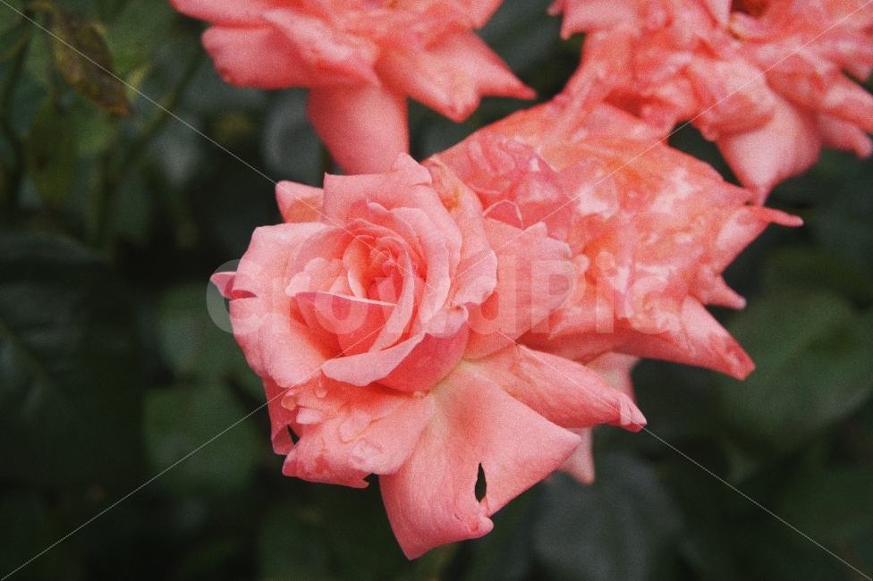 장미,풍경,자연,감성,꽃,분홍,rose,nature,landscape,flowers,식물,자연,plants,nature,꽃,flower,감성,sensible,feeling,색깔,색상,색채,색감,color sense,color sensitivity,feeling of color