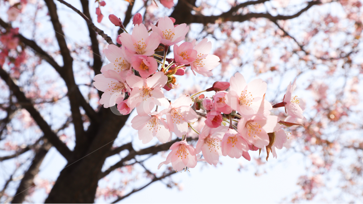 벚꽃,봄,봄꽃,분홍색,연분홍,핑크색,분홍,사쿠라,plant,식물,blossom,꽃,flower,cherryblossom,분위기,pink,color,spring,season,자연,nature,feeling,색깔,색채,색감,배경