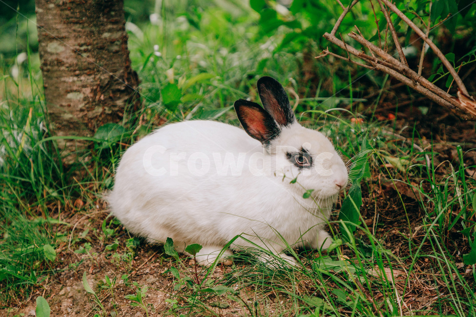 토끼,레빗,동물,귀여운,공원,rabbit,animal,동물,animal,포유류,mammal
