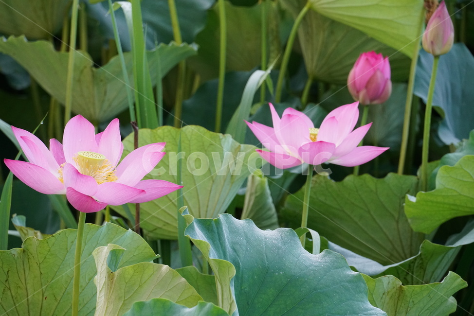연꽃,lotus,수생식물,식물,연못,수련