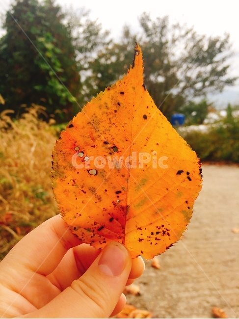 낙엽,가을,노란색,쓸쓸,내손,식물,자연,plants,nature