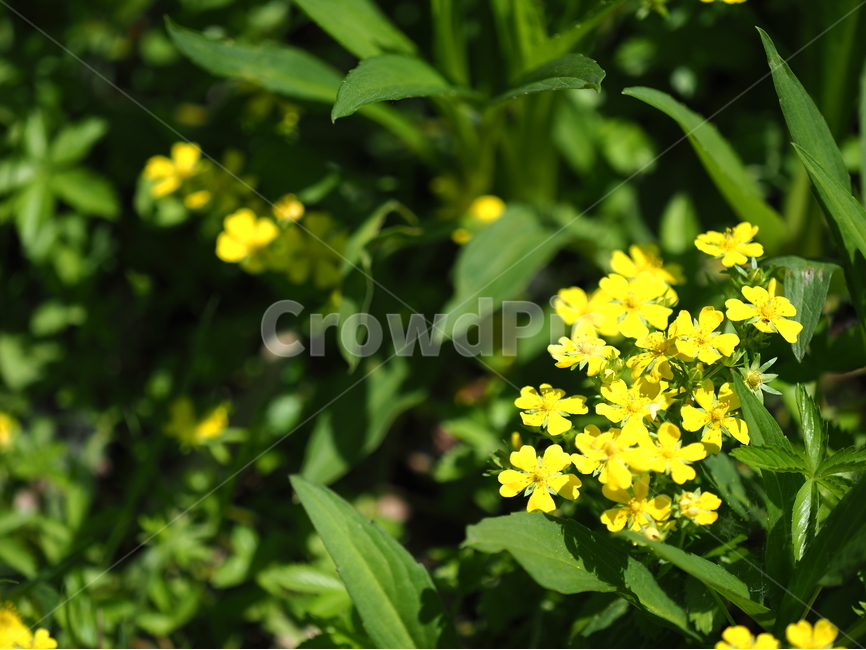 꽃,flower,노랑,초록,공원,식물,자연,plants,nature,꽃,flower