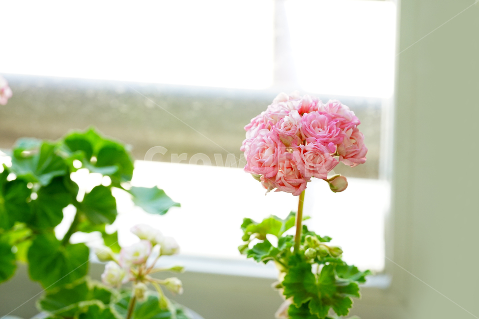 꽃,플라워,화분,flower,식물,생명,생물,감성,접사,색감,컬러,식물,자연,plants,nature,꽃,flower,실내용화초,화분,화초,house plant